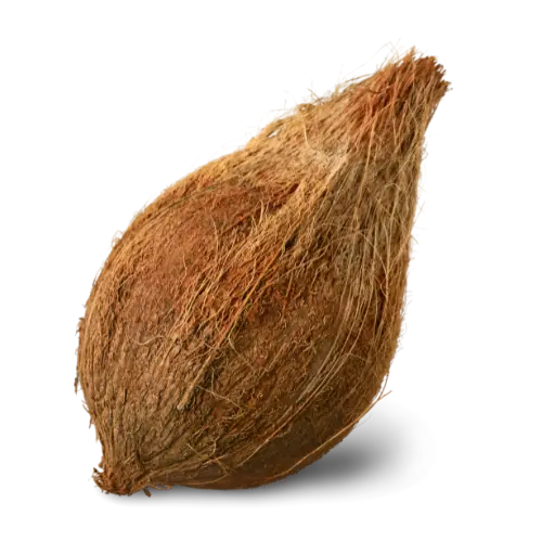 Coconut